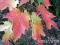 Acer rubrum Ruby Frost (tm) RUBY FROST RED MAPLE.jpg